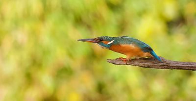 IJsvogel (Common Kingfisher)