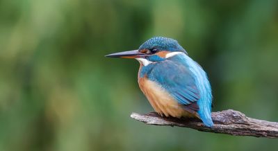 IJsvogel (Common Kingfisher)