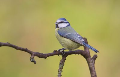 Pimpelmees (Blue Tit)