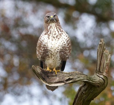 Buizerd (Common Buzzard)