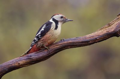 Middelste Bonte Specht (Middle Spotted Woodpecker)