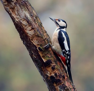 Grote Bonte Specht (Great Spotted Woodpecker)