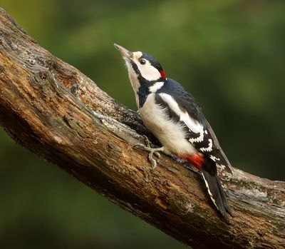 Grote Bonte Specht (Great Spotted Woodpecker)