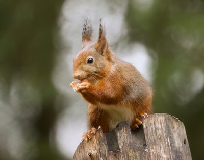 Eekhoorn (Red Squirrel)