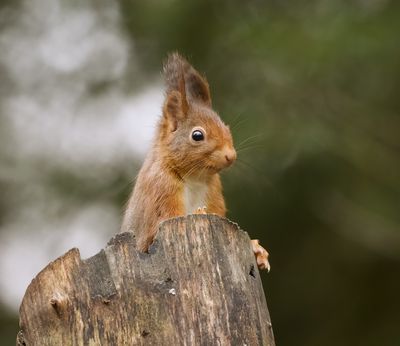 Eekhoorn (Red Squirrel)