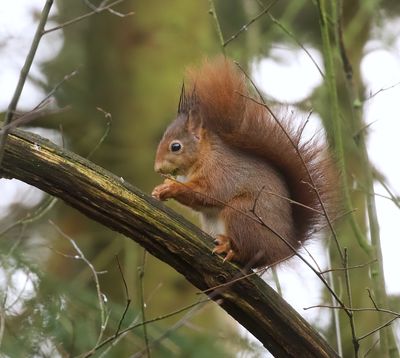 Eekhoorn (Red Squirrel)