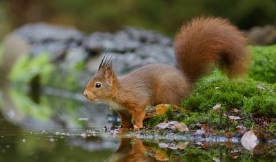 Eekhoorn (Red Squirrel)
