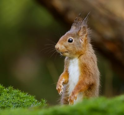 Eekhoorn (Red Squirrel)
