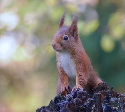 Eekhoorn (Red Squirrel)