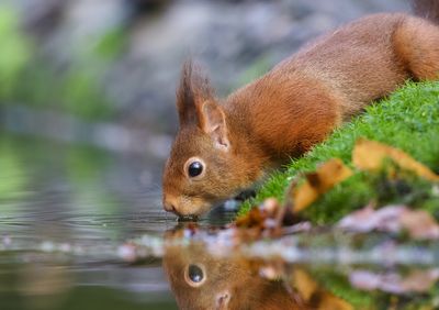 Eekhoorn (Red Squirrel)