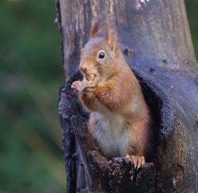 Eekhoorn (Red Squirrel)