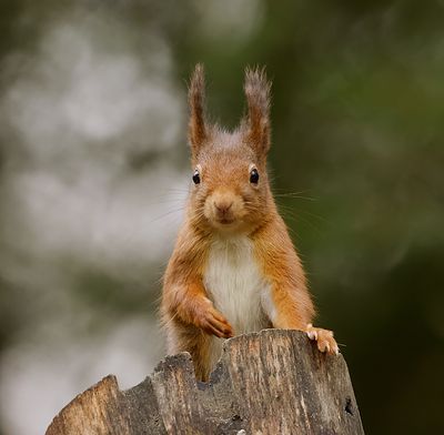 Eekhoorn (Red Squirrel)