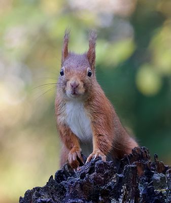 Eekhoorn (Red Squirrel)