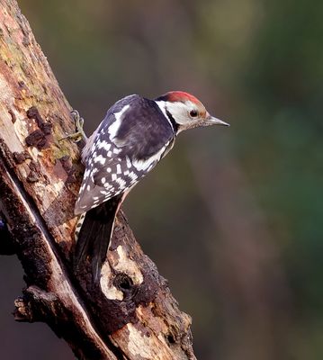 Middelste Bonte Specht (Middle Spotted Woodpecker)