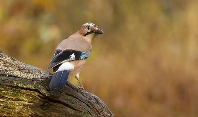 Gaai (Eurasian Jay)