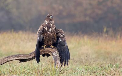 Zeearend (White-tailed Eagle)