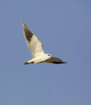 Grijze Wouw (Black-winged Kite)