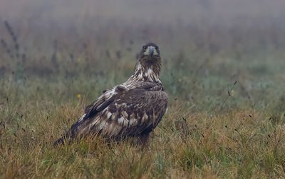 Zeearend (White-tailed Eagle)