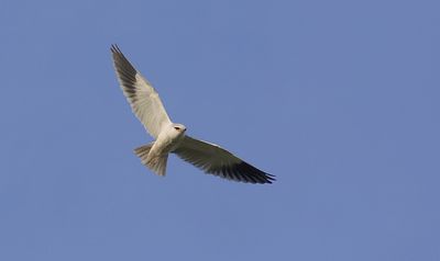 Grijze Wouw (Black-winged Kite)