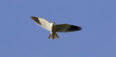 Grijze Wouw (Black-winged Kite)