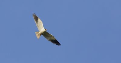 Grijze Wouw (Black-winged Kite)