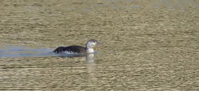 Roodkeelduiker (Red-throated Diver)