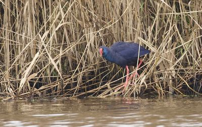 Purperkoet (Purple Swamphen)