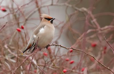 Pestvogel (Bohemian Waxwing)