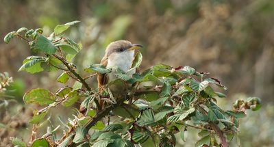 Geelsnavelkoekoek (Yellow-billed Cuckoo)