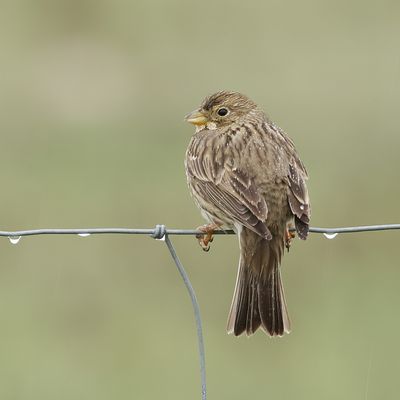 Grauwe Gors (Corn Bunting)