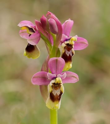 Wolzweverorchis (Ophrys tenthredinifera)