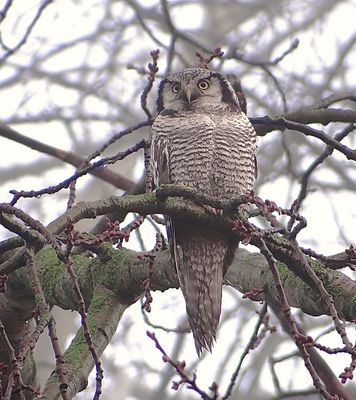 Sperweruil (Northern Hawk-owl)
