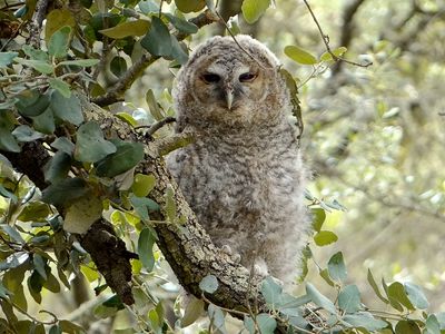 Bosuil (Tawny Owl)