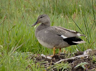 Krakeend (Gadwall)