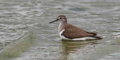 Oeverloper (Common Sandpiper)