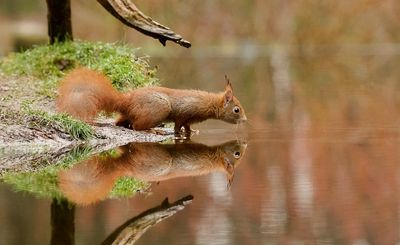 Eekhoorn (Red Squirrel)
