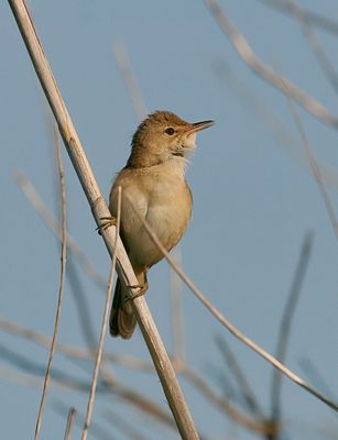 Kleine Karekiet (Eurasian Reed Warbler)