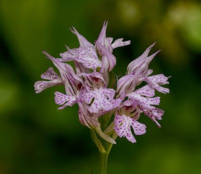 Drietandorchis (Neotinea tridentata) - Three-toothed Orchid
