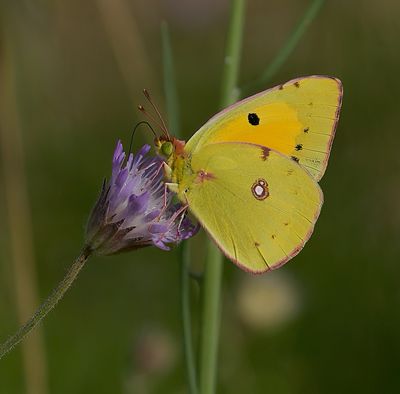 Oranje Luzernevlinder (Colias croceus) - Clouded Yellow