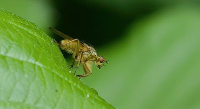 Strontvlieg (Scathophaga stercoraria) - Yellow Dung Fly