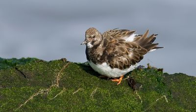 Steenloper (Ruddy Turnstone)