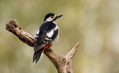 Grote Bonte Specht (Great Spotted Woodpecker)