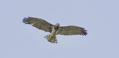 Slangenarend (Short-toed Snake Eagle)