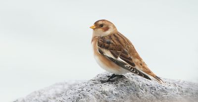 Sneeuwgors (Snow Bunting)