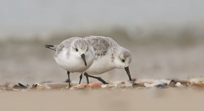 Drieteenstrandlopers (Sanderling)