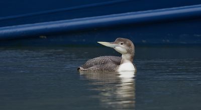 Geelsnavelduiker (Yellow-billed Diver)