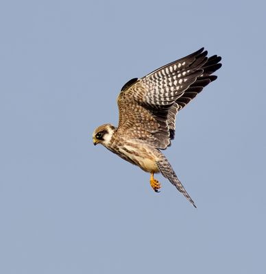 Roodpootvalk (Red-footed Falcon)