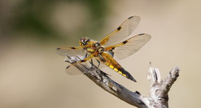 Viervlek (Libellula quadrimaculata) - Four-spotted chaser