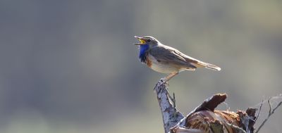 Blauwborst (Bluethroat)