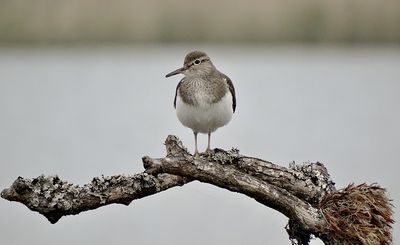 Oeverloper (Common Sandpiper)